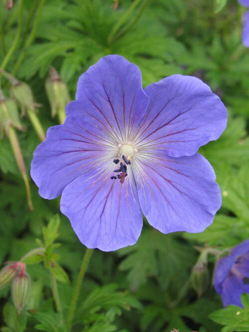 Bild von Geranium x-pratense Johnsons Blue