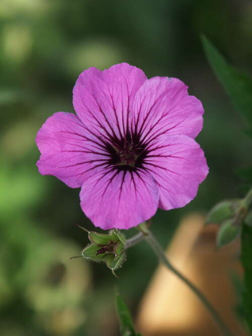 Bild von Geranium psilostemon Patricia