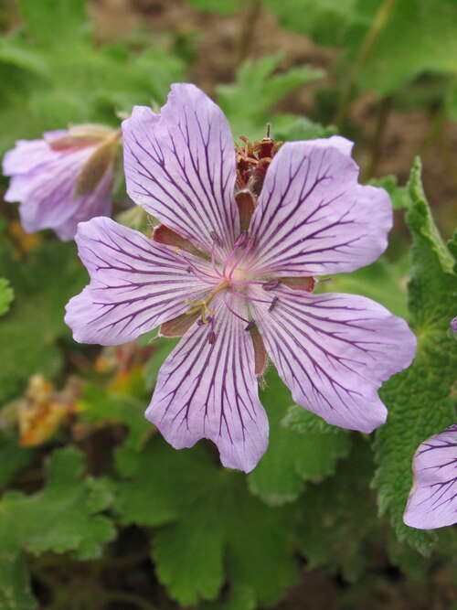 Bild von Geranium renardii Tschelda
