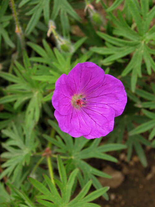 Bild von Geranium sanguineum