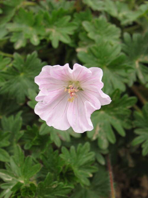 Bild von Geranium sanguineum Apfelblüte