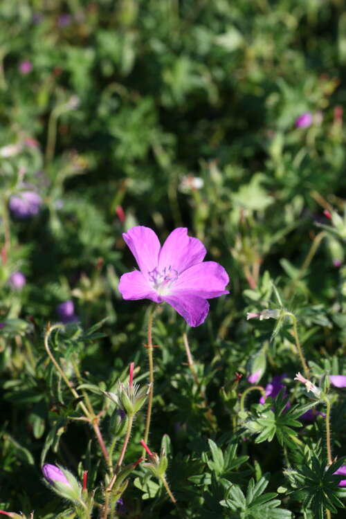 Bild von Geranium sanguineum Compacta