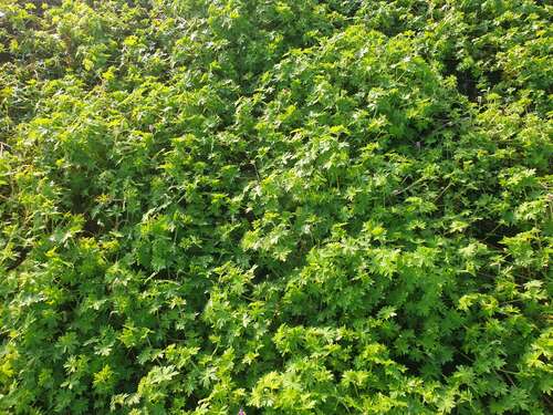 Bild von Garten-Blut-Storchschnabel