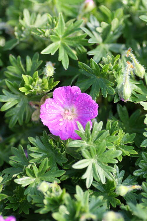 Bild von Geranium sanguineum Nanum