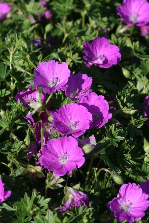Bild von Geranium sanguineum Max Frei