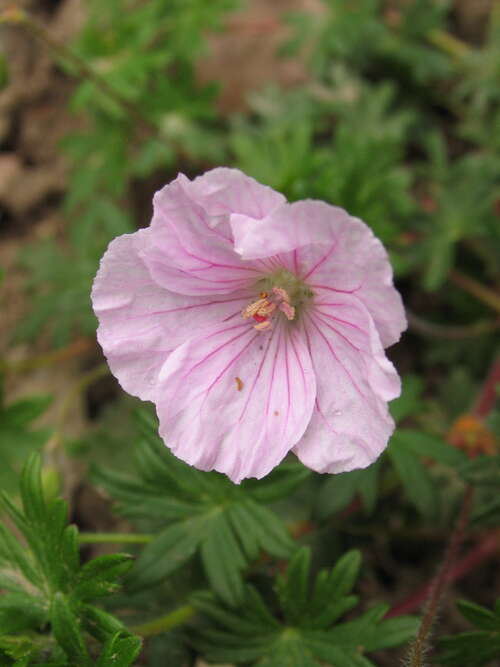 Bild von Geranium sanguineum var. striatum