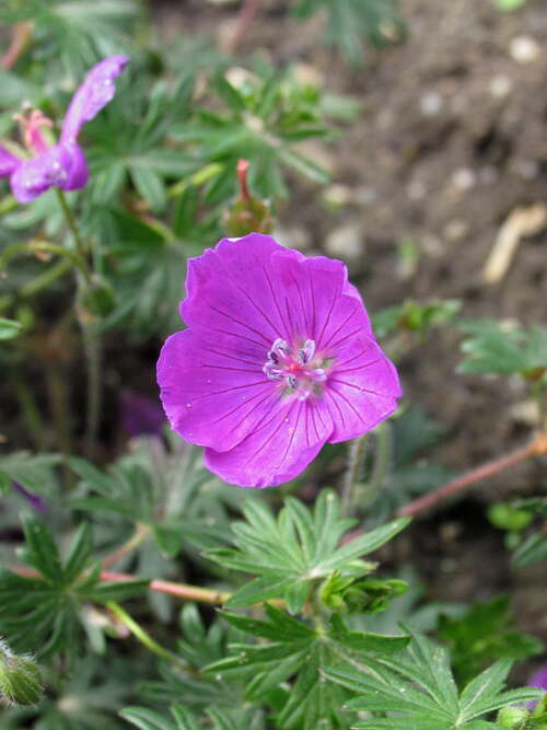 Bild von Geranium sanguineum Shooting-Star