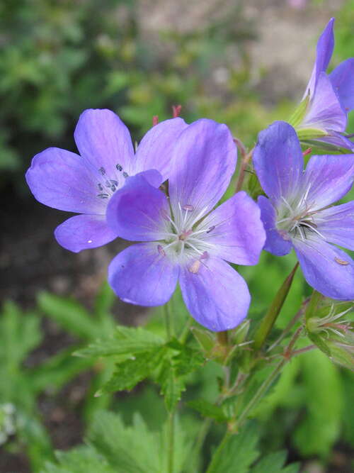 Bild von Geranium sylvaticum Mayflower