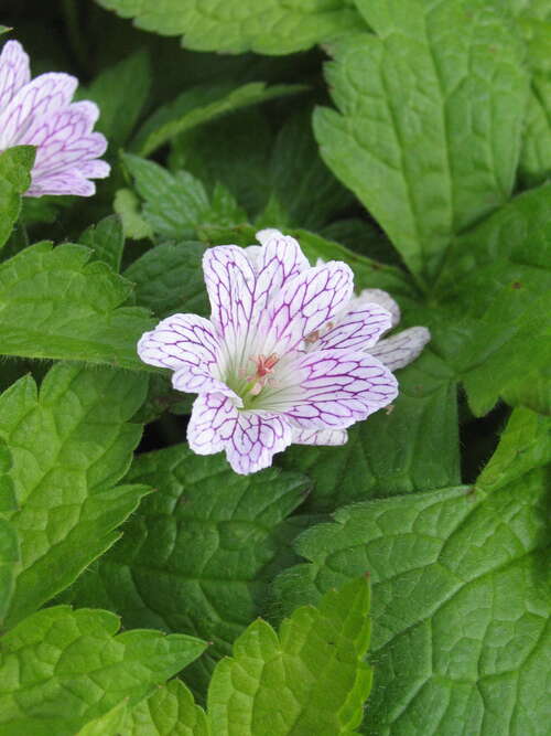 Bild von Geranium versicolor