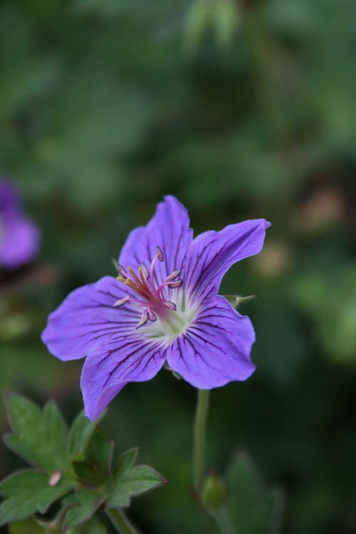 Bild von Geranium wlassovianum