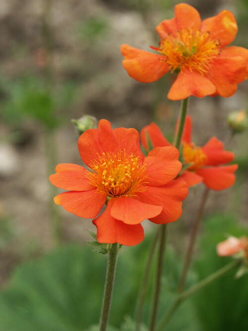 Bild von Geum coccineum Borisii