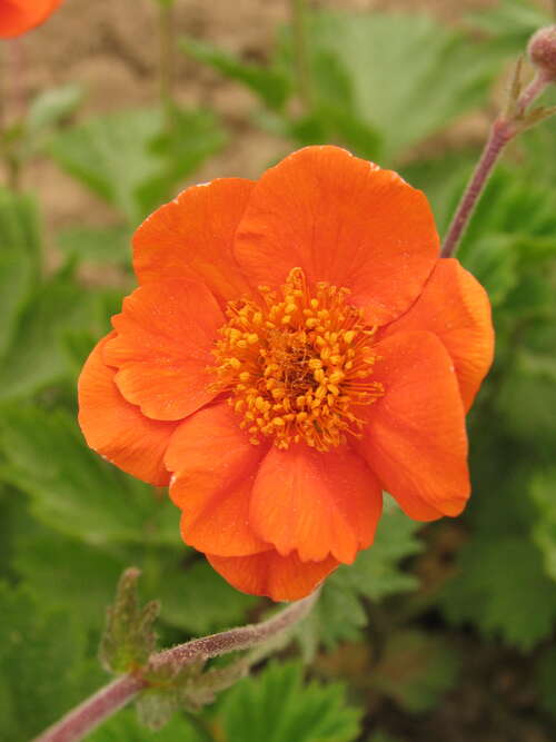 Bild von Geum coccineum Werner Arends