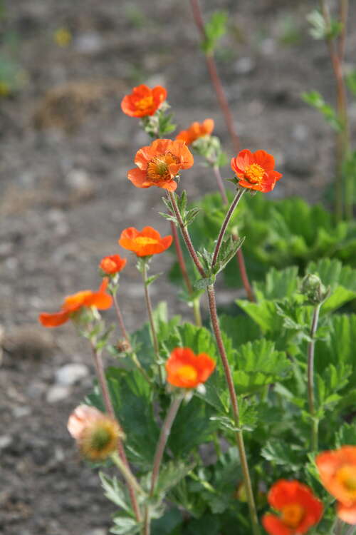 Bild von Geum x-heldreichii Sigiswang