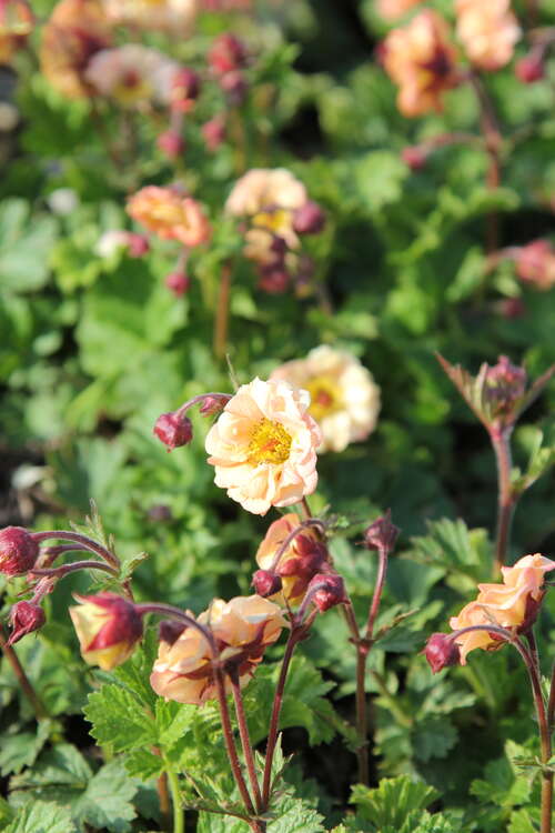 Bild von Garten-Nelkenwurz