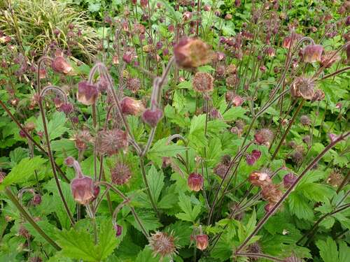 Bild von Geum rivale