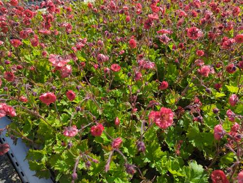 Bild von Geum rivale Flames of Passion