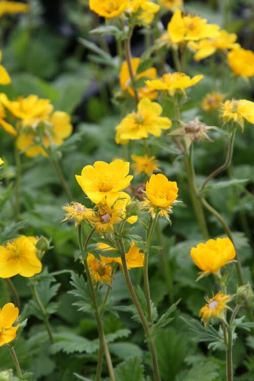 Bild von Garten-Bach-Nelkenwurz