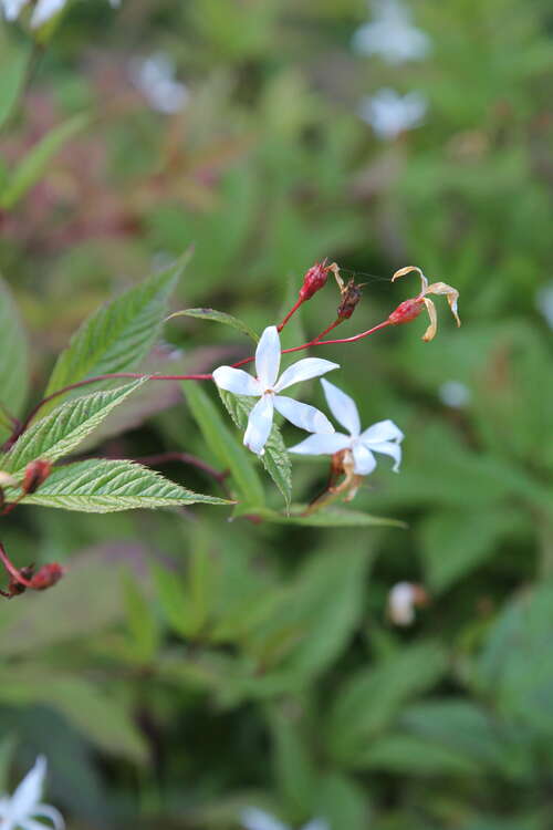 Bild von Gillenia trifoliata