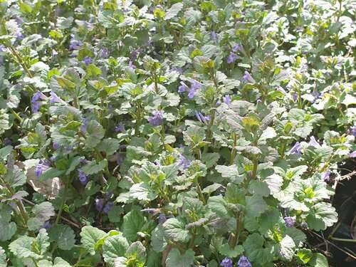 Bild von Glechoma hederacea