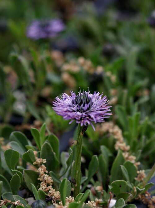 Bild von Globularia cordifolia
