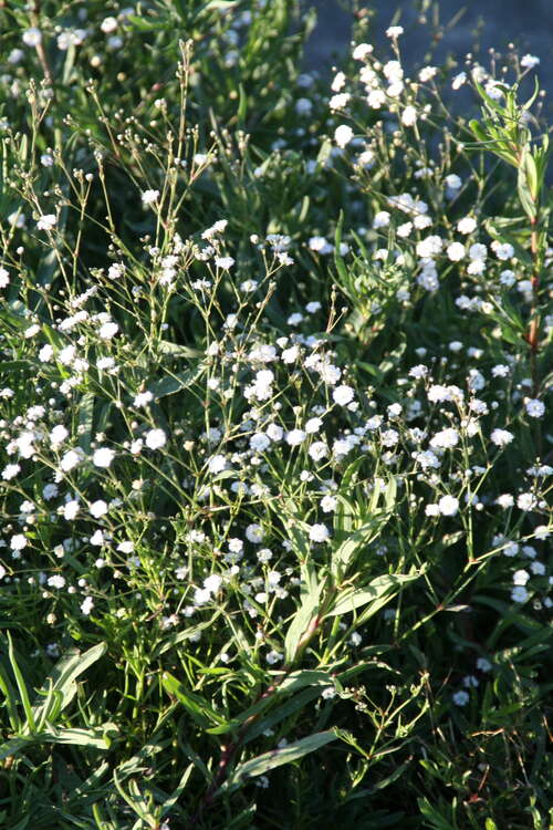Bild von Gypsophila paniculata Bristol Fairy