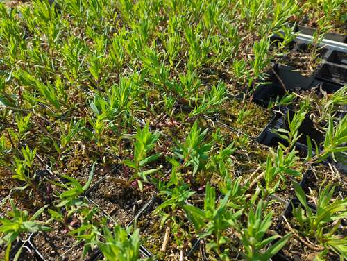 Bild von Gypsophila paniculata Flamingo