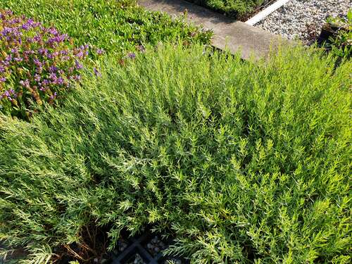 Bild von Gypsophila paniculata Schneeflocke