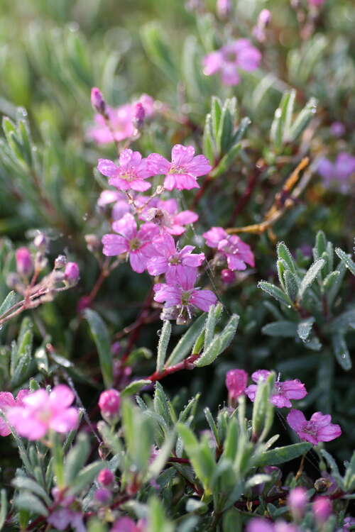 Bild von Gypsophila repens Rosa Schönheit