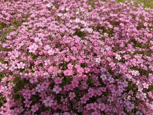 Bild von Gypsophila repens Rosea