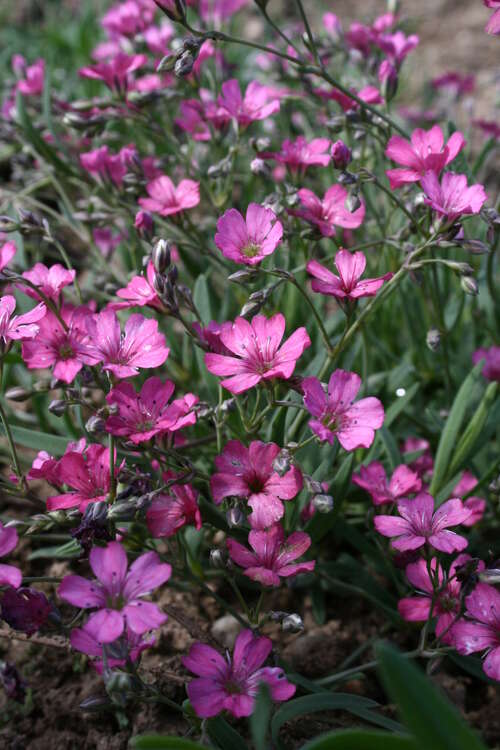 Bild von Gypsophila repens Pink Star