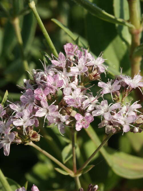 Bild von Gypsophila oldhamiana