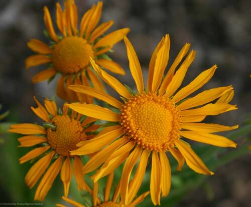 Bild von Hymenoxis Helenium hoopesii