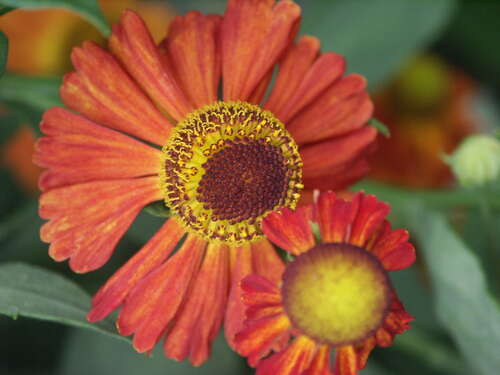 Bild von Helenium x-cult. Baron-v.-Linden