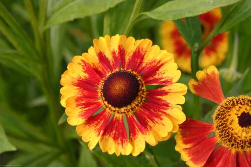 Bild von Helenium x-cult. Biedermeier