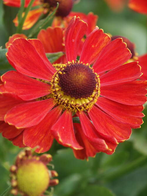 Bild von Helenium x-cult. Baudir. Linne
