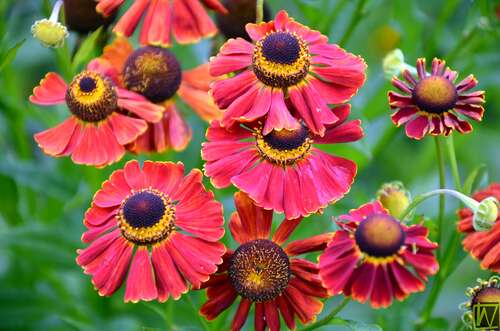 Bild von Garten-Sonnenbraut