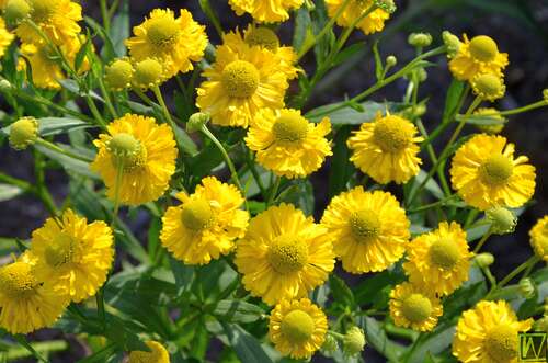 Bild von Helenium x-cult. Double-Trouble