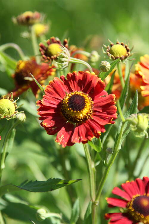 Bild von Helenium x-cult. Dunkle Pracht