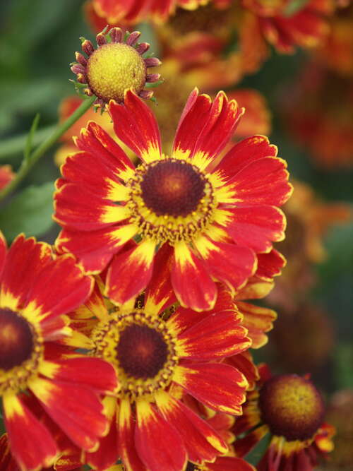 Bild von Garten-Sonnenbraut