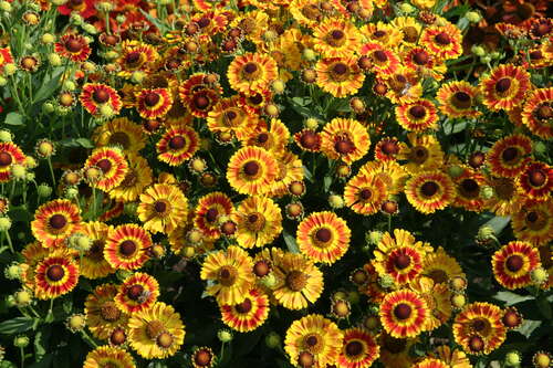 Bild von Helenium x-cult. Fuego