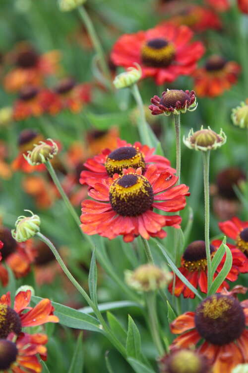 Bild von Helenium x-cult. Goldlackzwerg