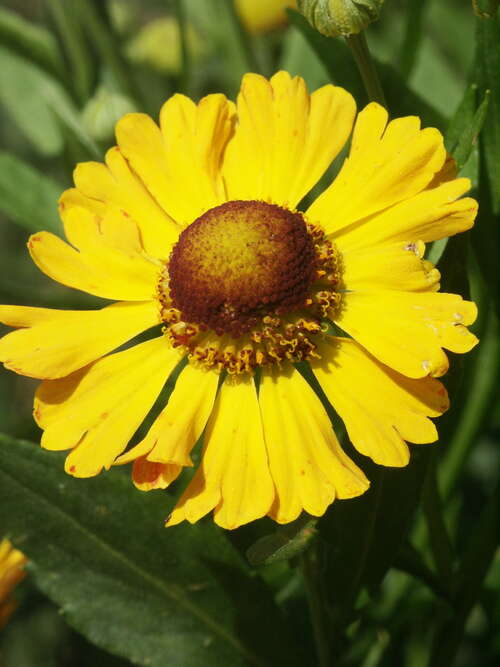 Bild von Helenium x-cult. Goldrausch