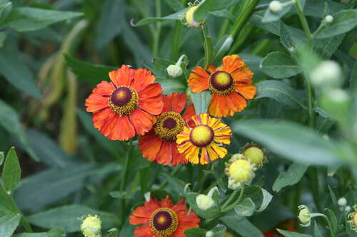 Bild von Helenium x-cult. Indianersommer