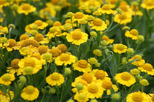 Bild von Helenium x-cult. Kanaria