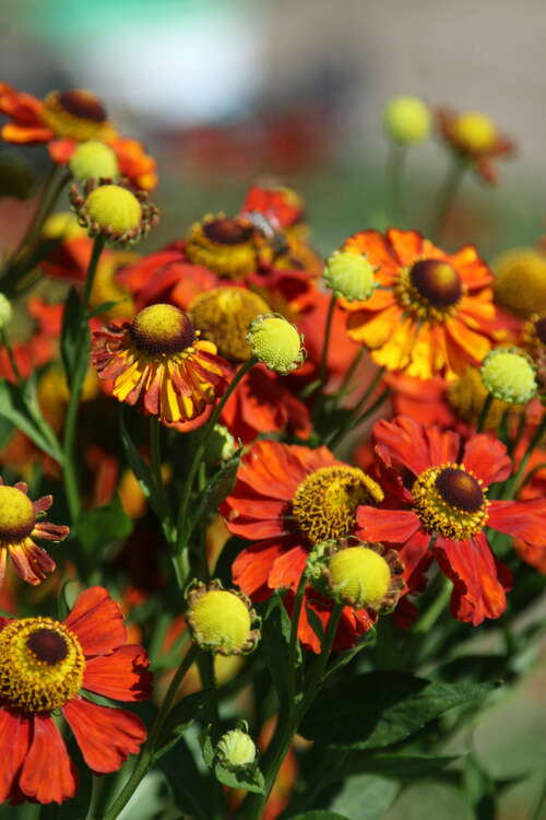 Bild von Helenium x-cult. Kokarde