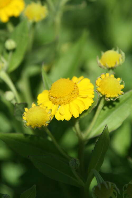 Bild von Helenium x-cult. Kugelsonne