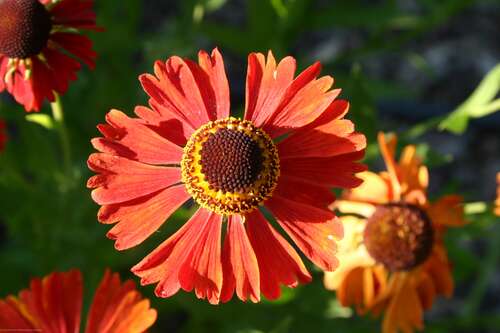 Bild von Helenium x-cult. Moerheim Beauty