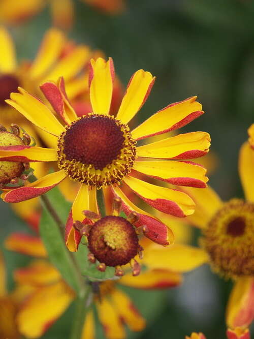 Bild von Garten-Sonnenbraut