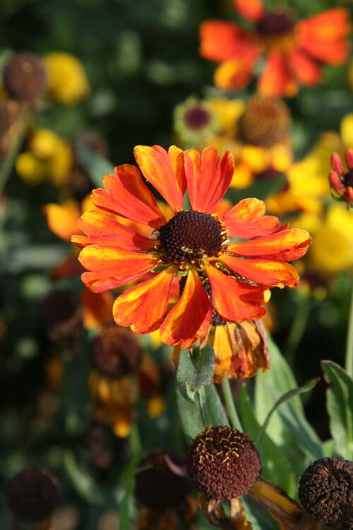 Bild von Garten Sonnenbraut