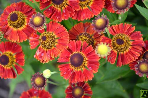 Bild von Helenium x-cult. Salsa